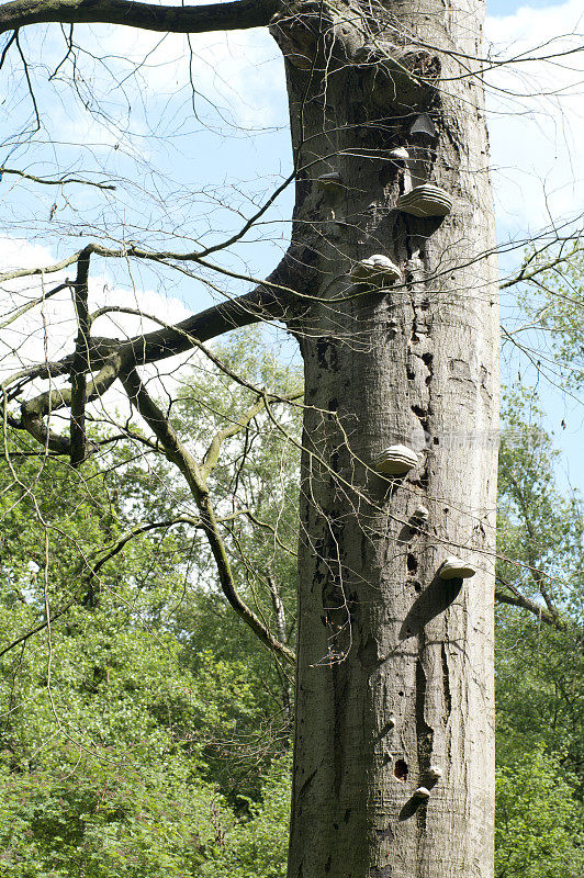 木质部(Fomes fomentarius)